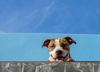 Wimmerl Am Po: Was Sie Wissen Müssen Für Effektive Behandlung