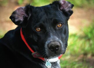 Männerfrisuren Mit Locken: Entdecke Stylische Looks Für Jeden Tag