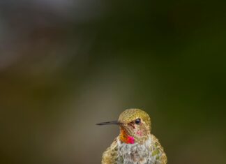 Anna Werner Friedmann Entdecken: Faszinierende Fakten Und Geheimnisse